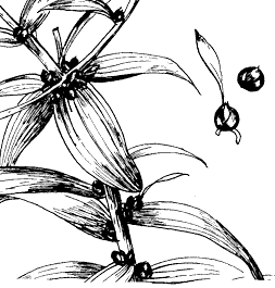bulbilsbrs