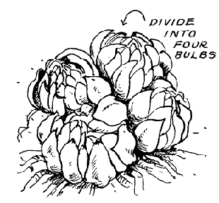 divides