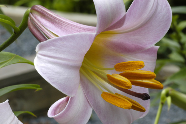North American Lily Society